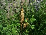 genus Orobanche