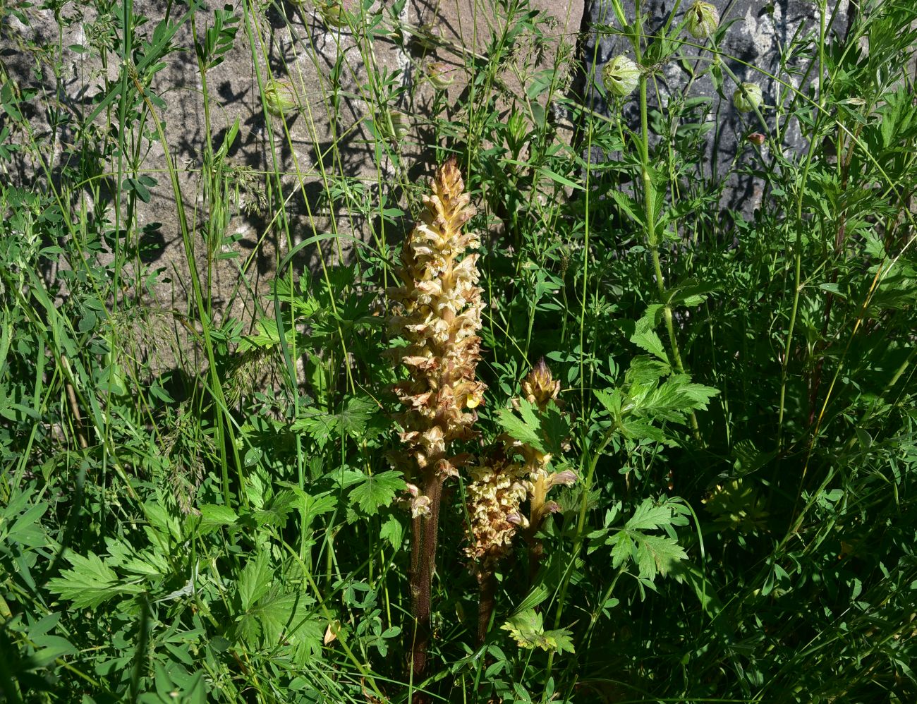 Image of genus Orobanche specimen.