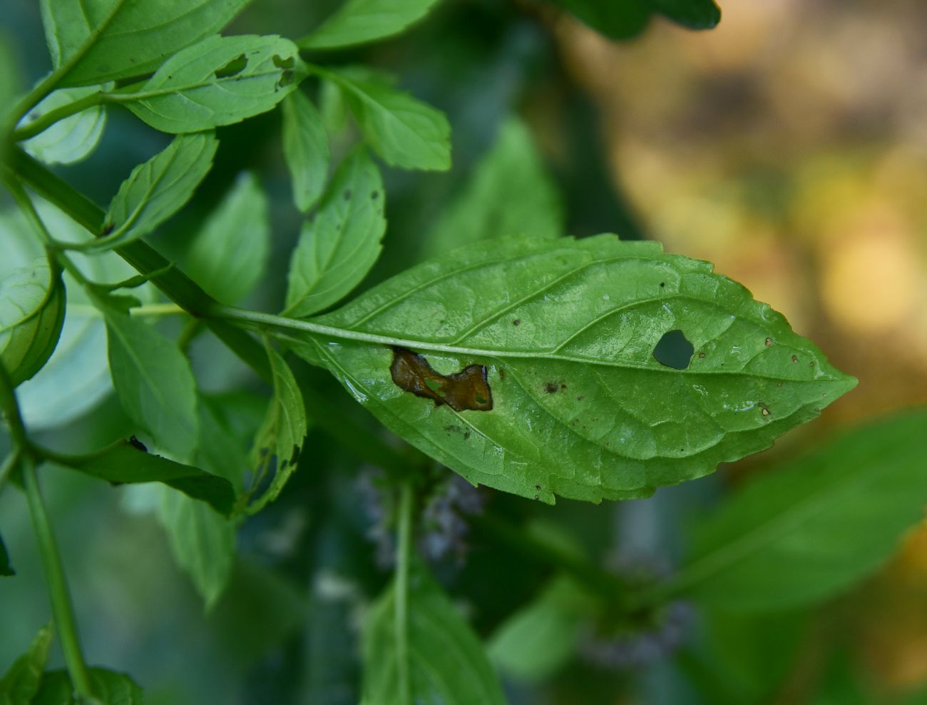 Image of genus Mentha specimen.