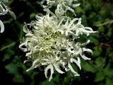 Heracleum dissectum. Зонтичек с насекомыми. Хабаровский край, г. Комсомольск-на-Амуре, Силинский лесопарк, просека ЛЭП, в сообществе с Rubus matsumuranus. 29.06.2026.