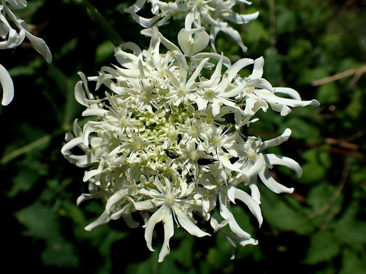 Image of Heracleum dissectum specimen.