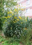 Helianthus tuberosus. Цветущие растения в палисаднике. Московская обл., Павлово-Посадский ГО, г. Электрогорск, ул. Горького, в культуре. 27.09.2026.