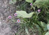 Erigeron pseudoseravschanicus. Цветущее и бутонизирующее растение. Кыргызстан, Нарынская обл., Ак-Талинский р-н, 17 км к юго-западу от с. Кош-Дёбё, зап. отроги хр. Джамант-Тоо; 2540 м н.у.м., придорожный глинистый откос. 07.07.2026.