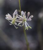 Silene saxatilis