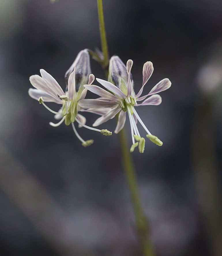 Image of Silene saxatilis specimen.