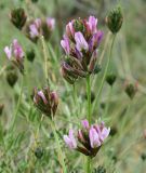 Astragalus arbuscula. Соцветия. Казахстан, Карагандинская обл., мелкосопочник. 14.05.2011.