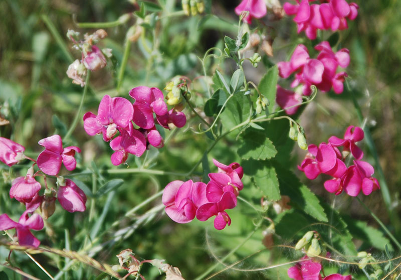 Image of Lathyrus tuberosus specimen.