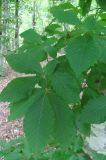 Fagus orientalis