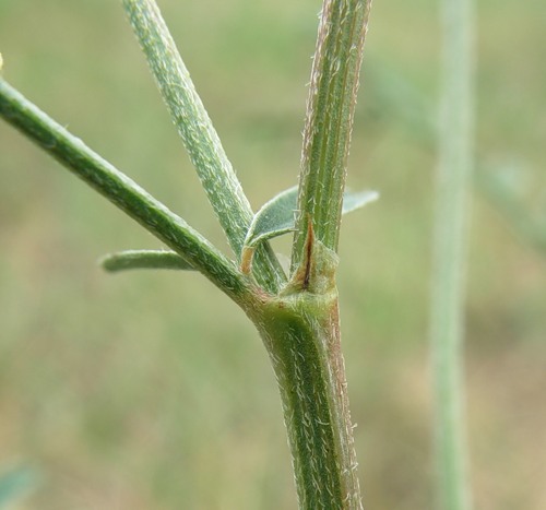 Image of Onobrychis viciifolia specimen.