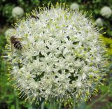 Allium cepa