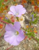 Linum lanuginosum. Цветки. Краснодарский край, Черноморское побережье Кавказа, Новороссийск, долина реки Дюрсо. 11.06.2011.