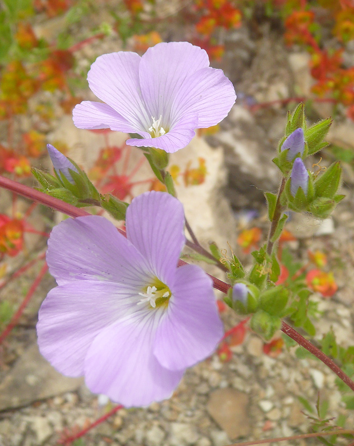 Image of Linum lanuginosum specimen.