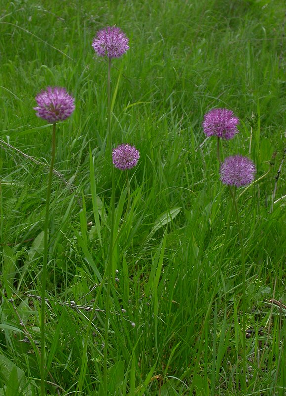 Image of Allium fetisowii specimen.