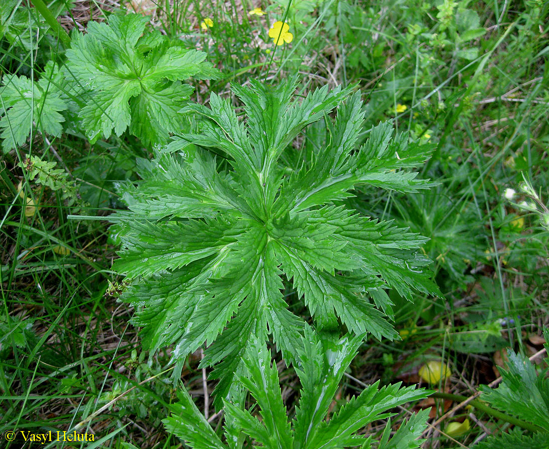 Image of Trollius altissimus specimen.