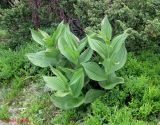 Veratrum album