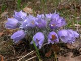 Pulsatilla patens. Характерный вид растения, цветущего на этом месте уже несколько лет. Киев, Святошинский лес, конец апреля 2004 г.