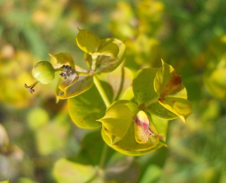 Изображение особи Euphorbia virgata.