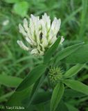 Trifolium pannonicum