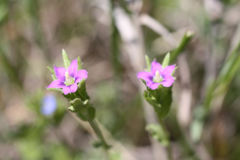 Image of Legousia hybrida specimen.