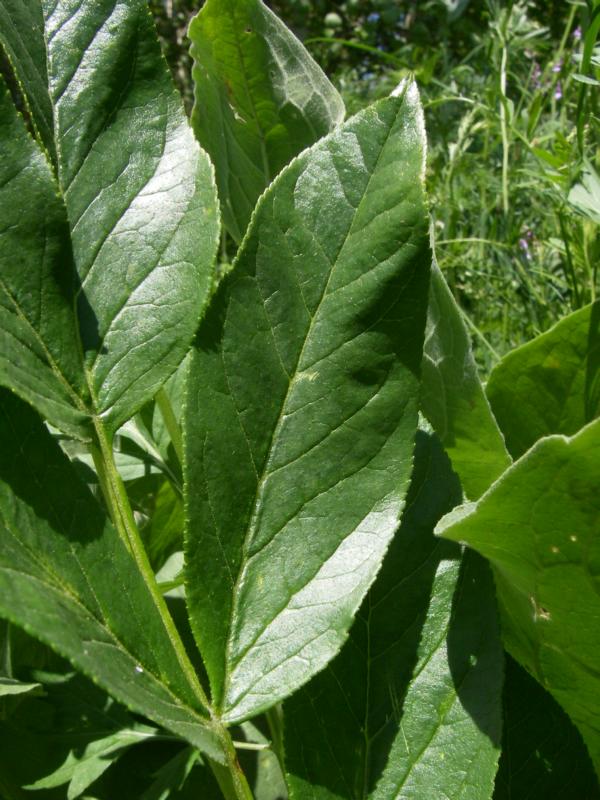 Image of Dictamnus angustifolius specimen.