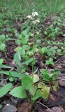 Pyrola rotundifolia