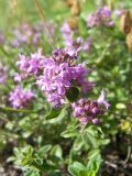 Thymus pseudopulegioides