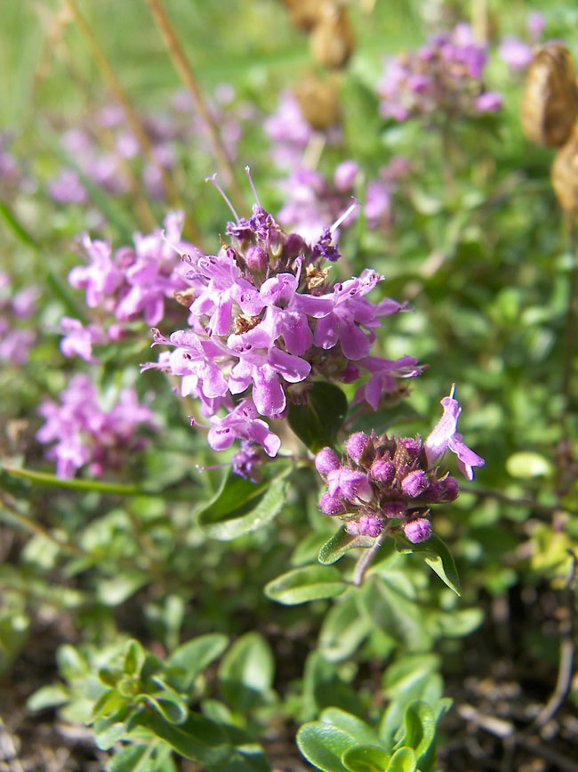 Image of Thymus pseudopulegioides specimen.