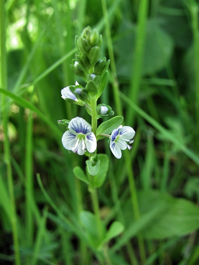 Изображение особи Veronica serpyllifolia.