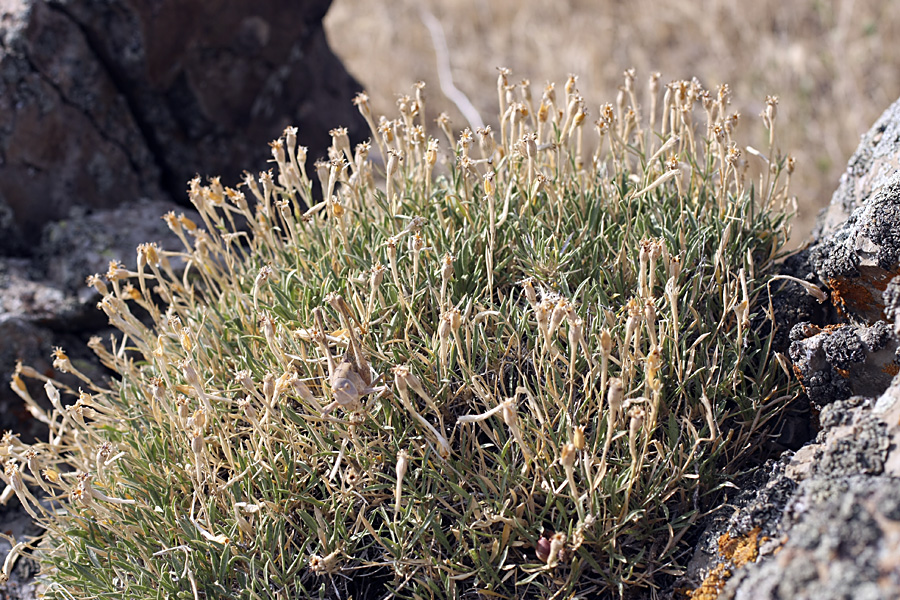 Image of Silene kuschakewiczii specimen.