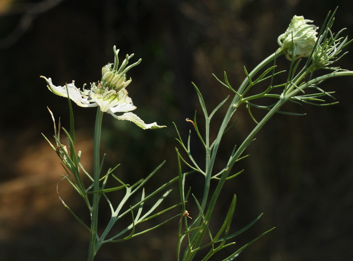 Изображение особи Nigella arvensis.