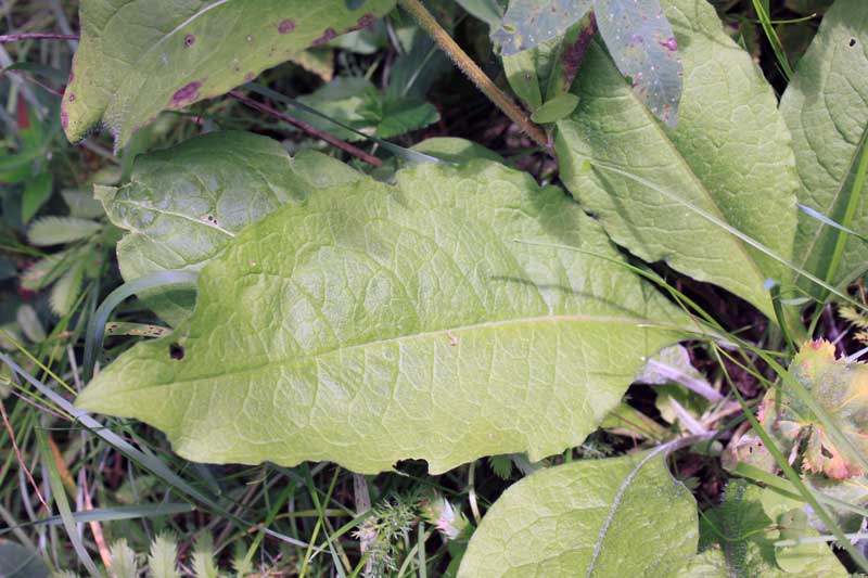 Изображение особи Centaurea phrygia.