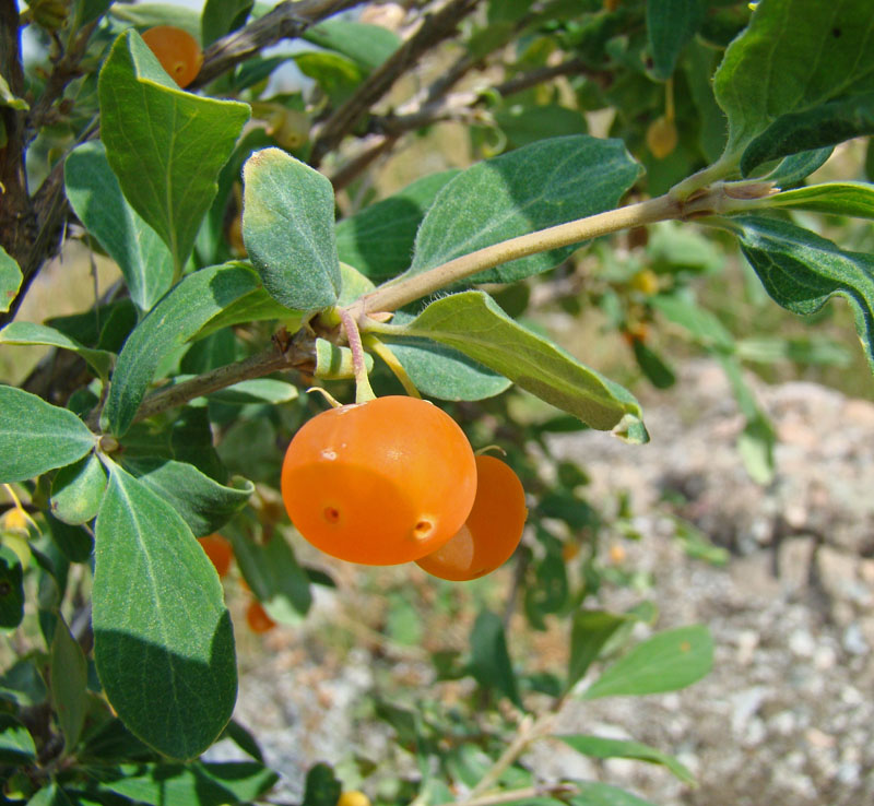 Image of Lonicera microphylla specimen.