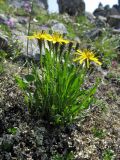 Crepis burejensis. Цветущее растение на каменистом склоне. Хабаровский край, хр. Баджал, верховья руч. Омот, водораздельный гребень между р. Улун (пр. приток р. Омот-Макит) и р. Омот. 01.07.2008.