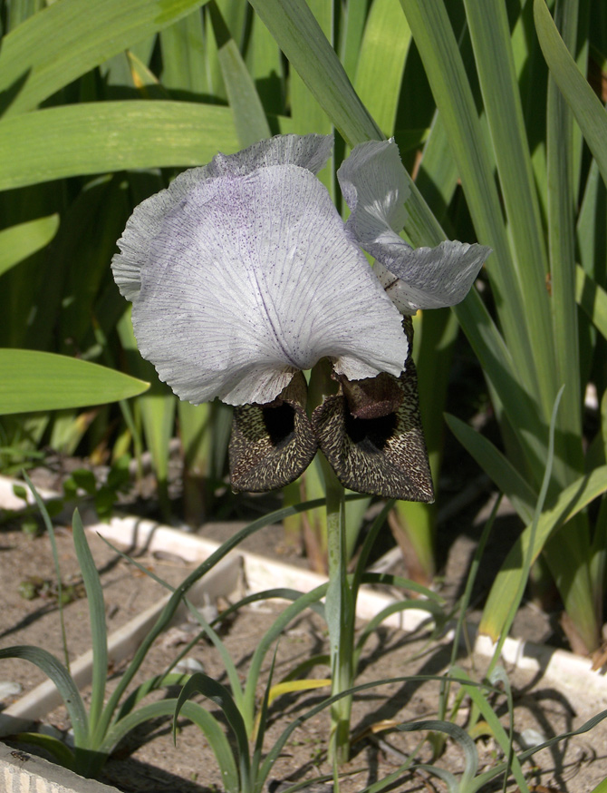 Изображение особи Iris iberica.