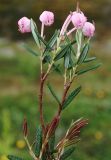 Andromeda polifolia. Верхушка цветущего растения. Мурманская обл., Кандалакшский р-н, окр. пос. Лувеньга, южный склон гор Лувеньгские Тундры, тундровый пояс, 350 м н.у.м. 01.07.2010.