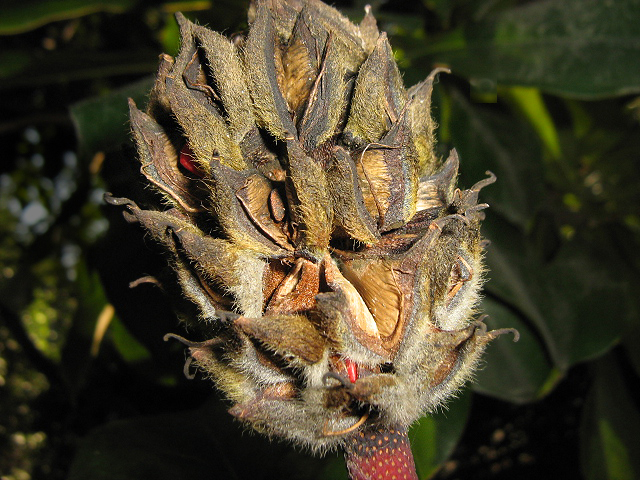 Image of Magnolia grandiflora specimen.