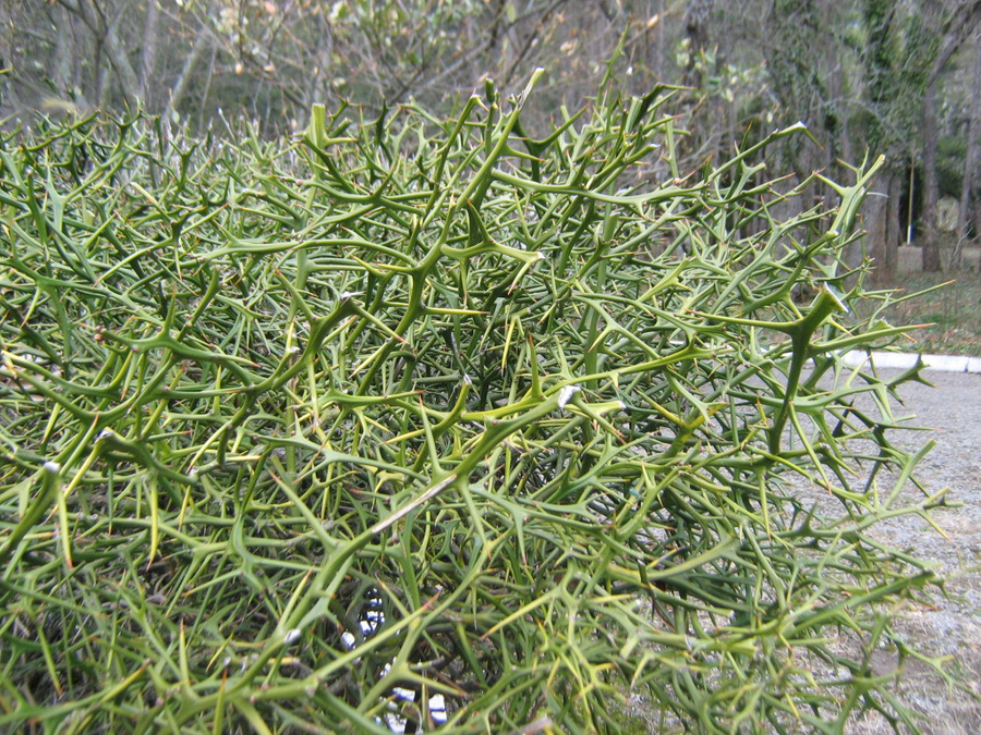 Image of Poncirus trifoliata specimen.
