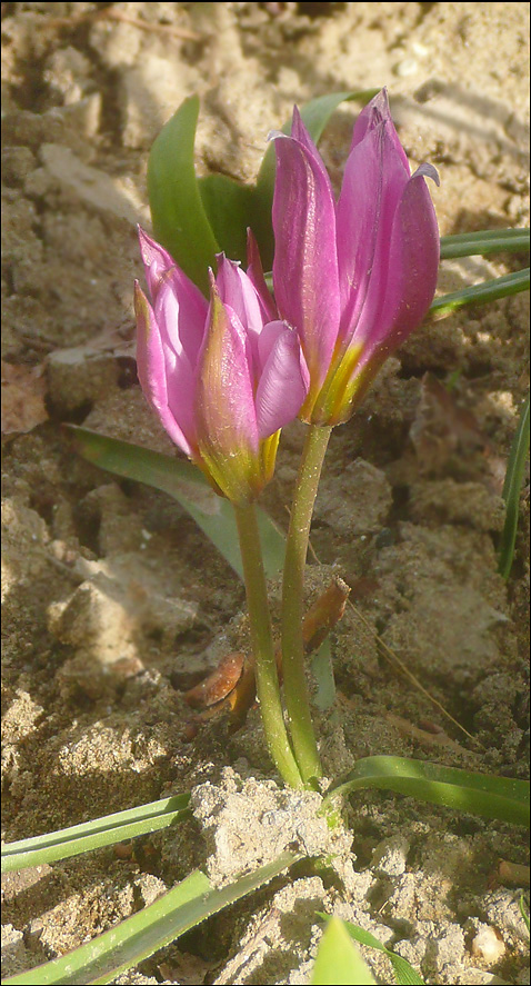 Image of Tulipa humilis specimen.