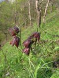 Fritillaria ruthenica