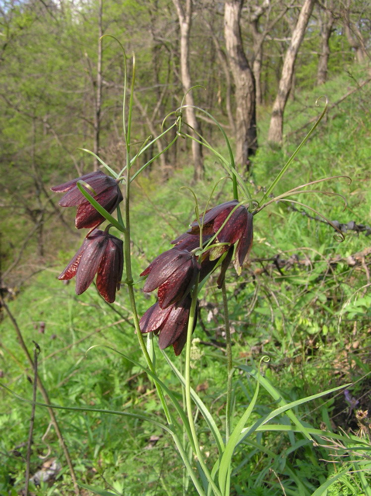 Изображение особи Fritillaria ruthenica.