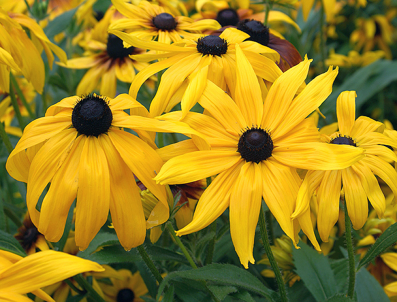 Image of Rudbeckia hirta specimen.