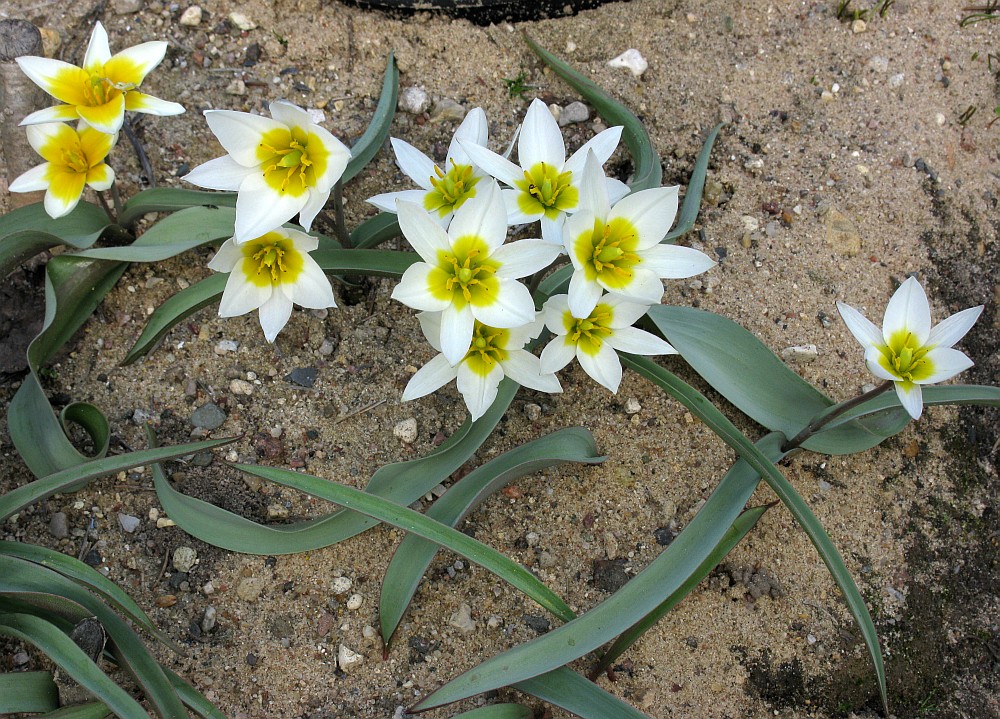 Тюльпан двуцветковый. Цингерия Биберштейна. Tulipa biflora. Тюльпан двухцветковый.