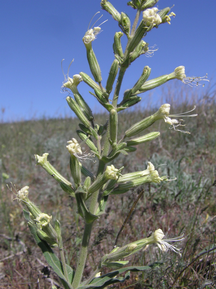 Image of Silene viscosa specimen.