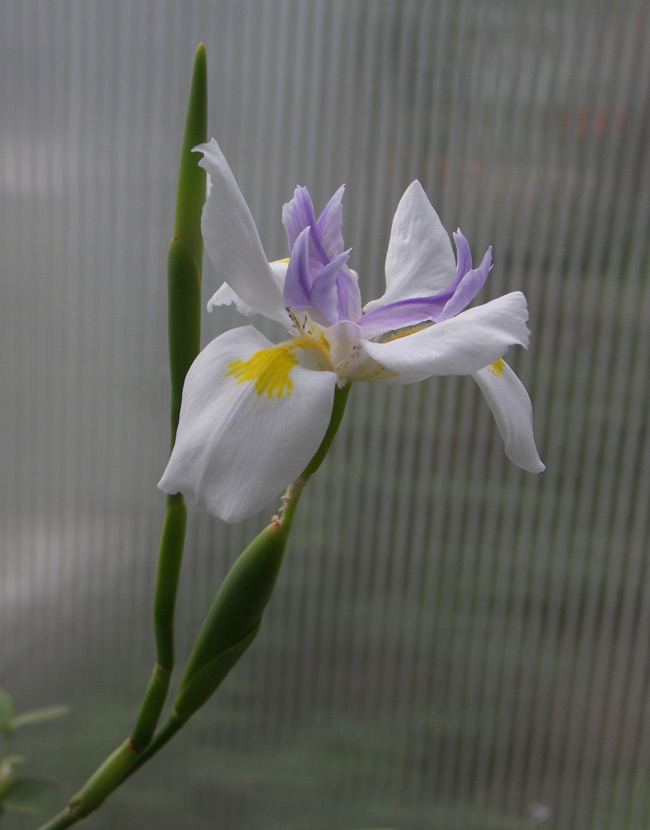 Image of Dietes grandiflora specimen.