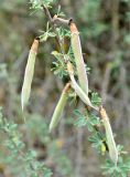 Caragana grandiflora