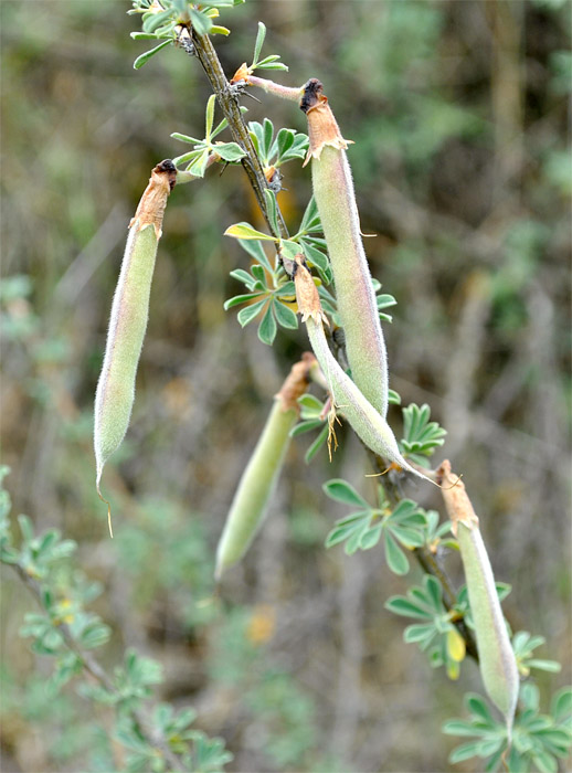 Image of Caragana grandiflora specimen.