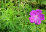 Geranium sanguineum