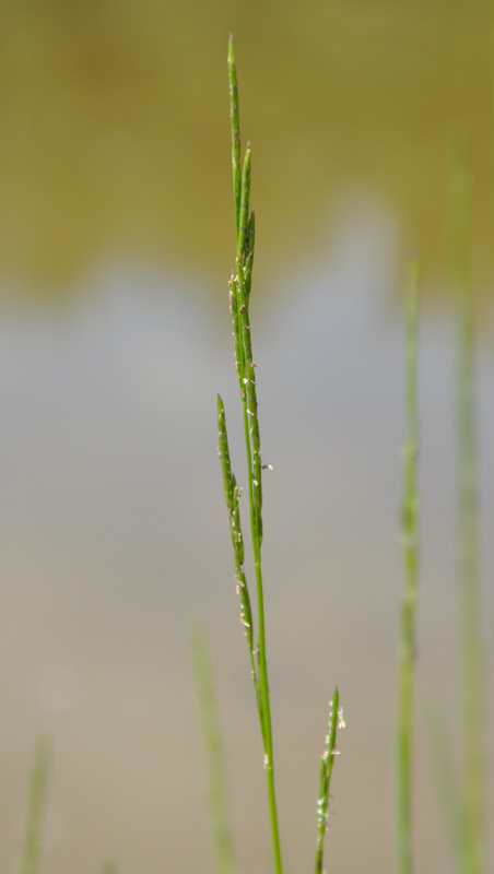 Image of Glyceria fluitans specimen.