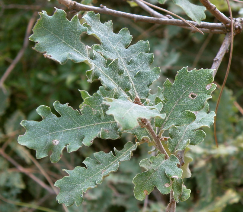 Изображение особи Quercus pubescens.