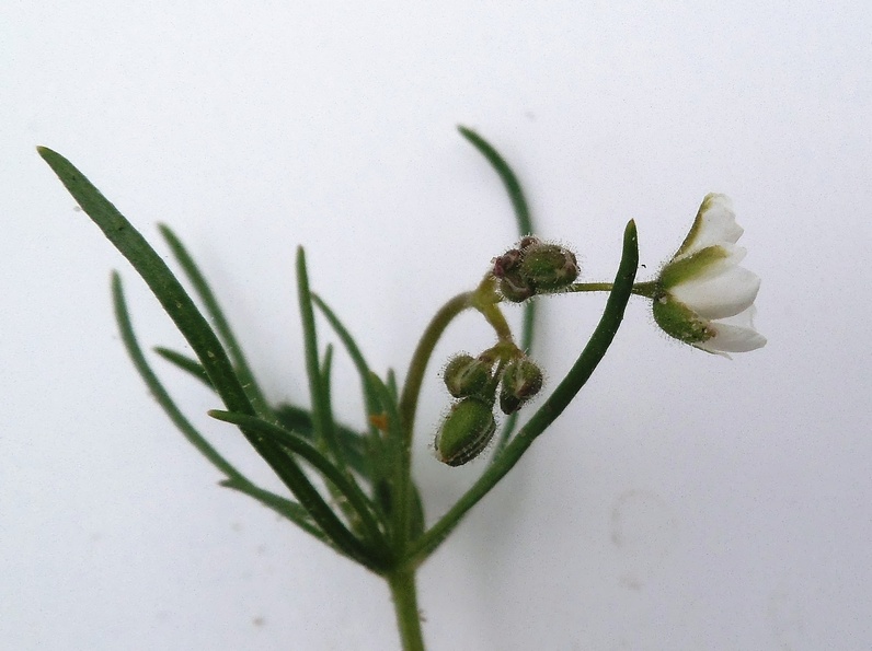 Image of Spergula arvensis specimen.